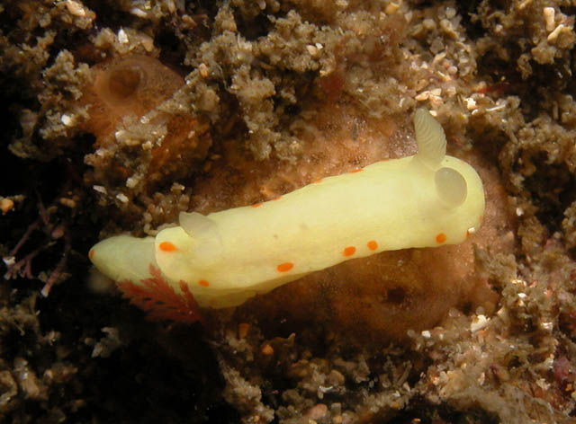 Noumea sulphurea